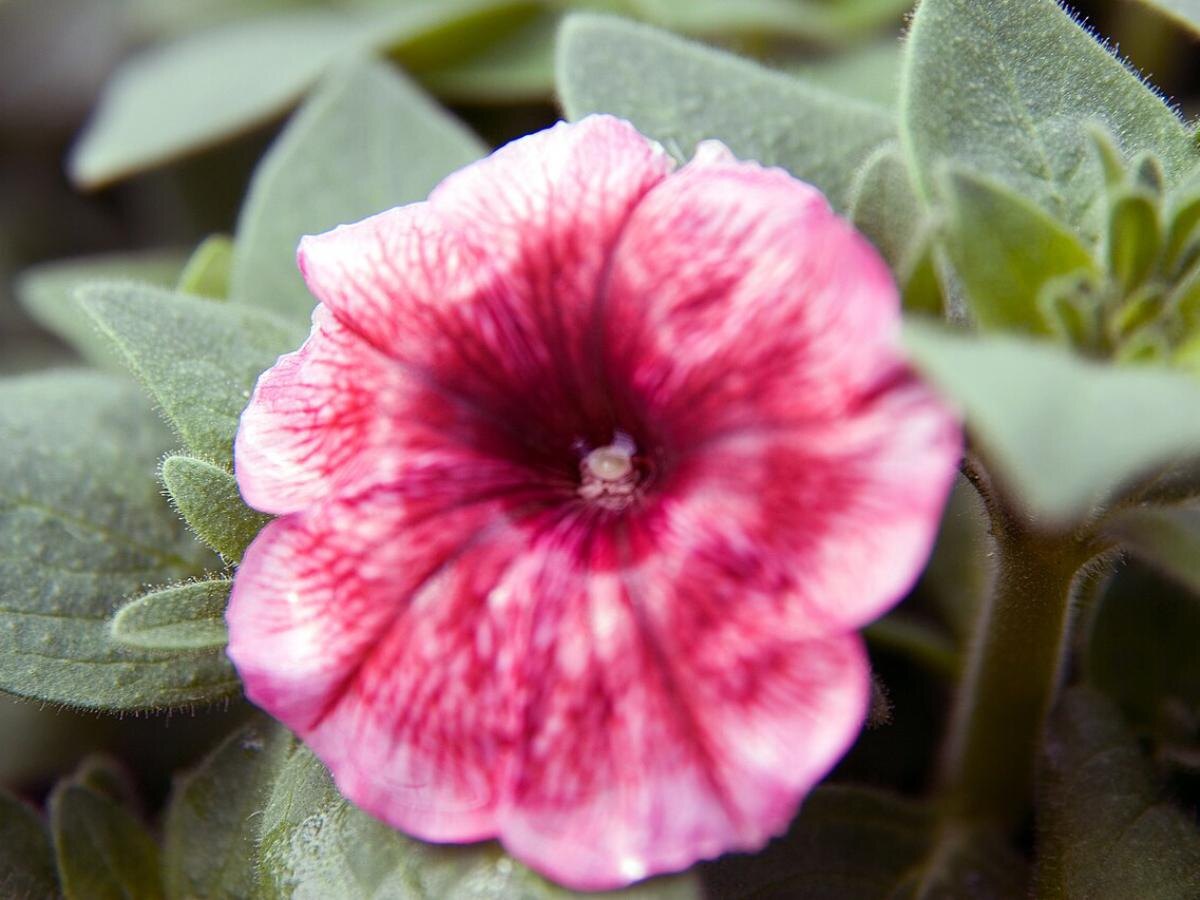 Весеннее цветение: какие растения выбрать для вашего балкона в марте