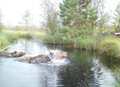 Фотоловушка показала неожиданную семейную сцену из жизни новгородских медведей