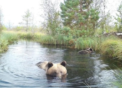 ����������� ����������� ������ ��������� ������������ ��������� � �����������