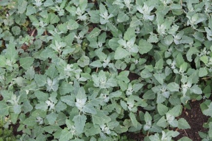 ������ � ���� �����: ��� ��� ���������� � ��� � ���� ��������