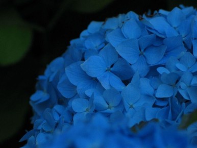 Как изменить цвет гортензии: удивительные садовые трюки