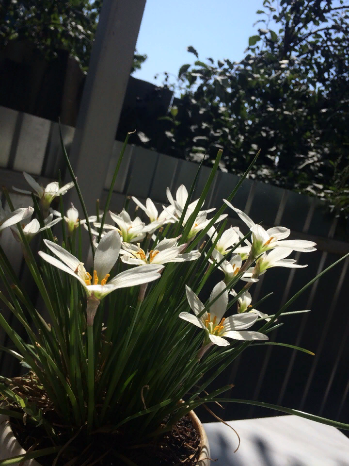 Мифы о домашних растениях: что на самом деле стоит выбрасывать?