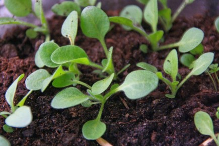 Как правильно ухаживать за всходами петунии для яркого цветения