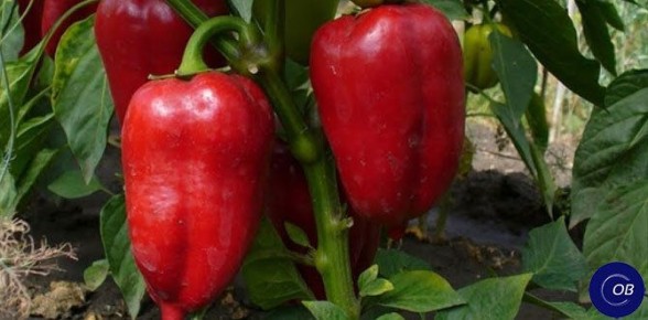 Идеальная пересадка перцев: секреты для здоровья рассады
