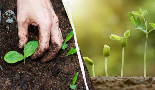 Как вырастить потрясающие растения без удобрений: эффективные советы