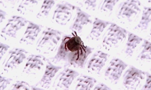 Новгородцам напомнили, что делать при обнаружении клеща