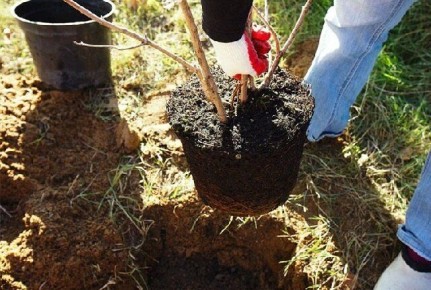 ��� ��������� �������� ������: ������� ������ ����� � ����������