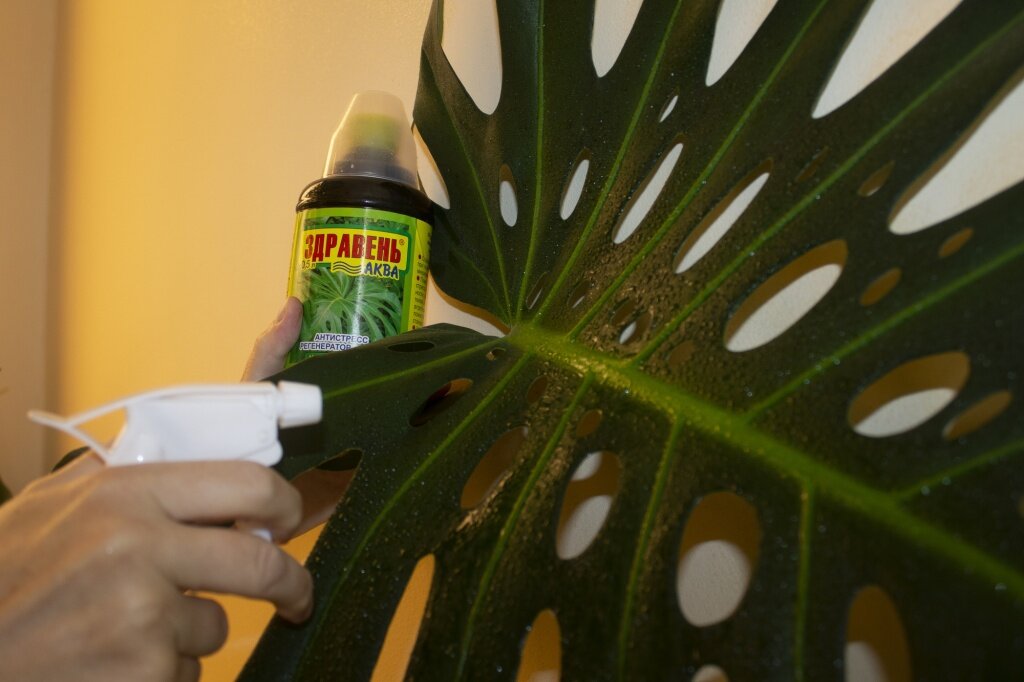 Как выбрать идеальные удобрения для комнатных растений?