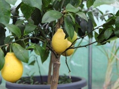 ��� ��������� �������� ������ � ������: ������� ������