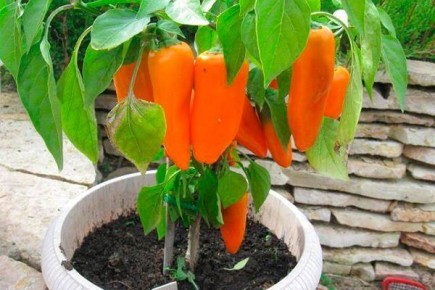 ��� ������� ��������� ����� �������: ������ � ������������