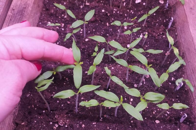 Пикировка рассады томатов в марте: когда, как и с чем