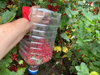 ��� ������� ����� �������: ������� ������ ������ �� �������