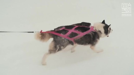 Александр Дронов рассказал о новой героине проекта «Переезжаю в Новгородскую область»