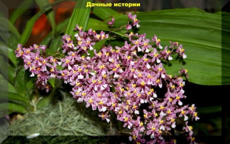 Как восстановить орхидею онцидиум: советы для начинающих