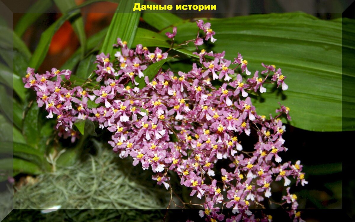 Как восстановить орхидею онцидиум: советы для начинающих