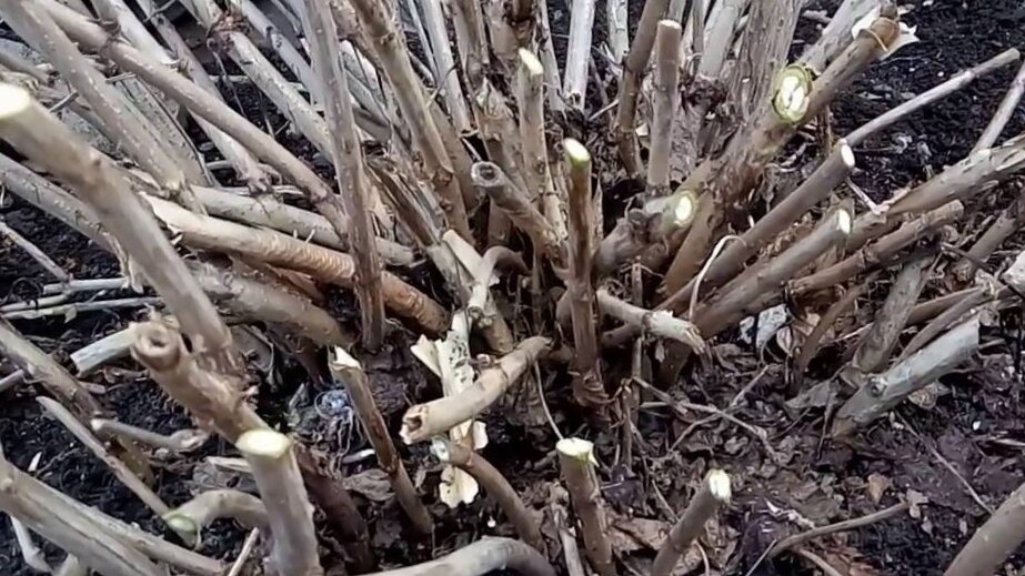 Как обрезать древовидную гортензию: советы от экспертов