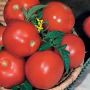 Томат Грот: необычайная простота и стабильный урожай