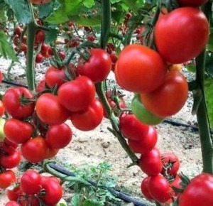 ������-�����: ����� ���������� ����� ��� ������ �������