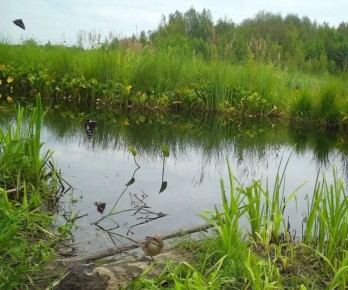 ����������� ��������� ����������� ����������� ����� ������ �� �������