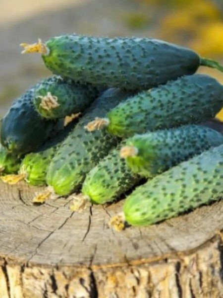 Гибрид огурца Тибурон: как вырастить ранний урожай в любых условиях