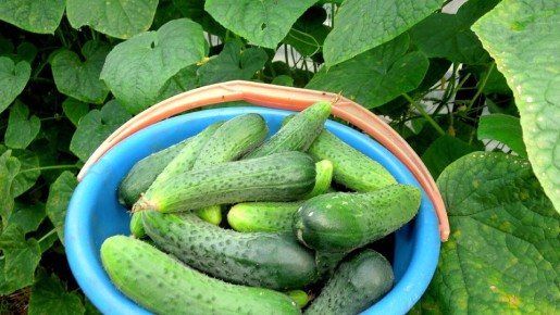 Как прорастить огурцы за считанные часы и собрать урожай на две недели раньше