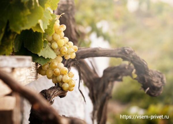 Как успешно привить виноград осенью: пошаговая инструкция и советы