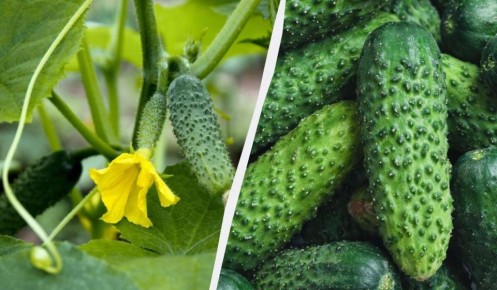 Топ-7 сортов огурцов, которые покорят ваш дачный участок