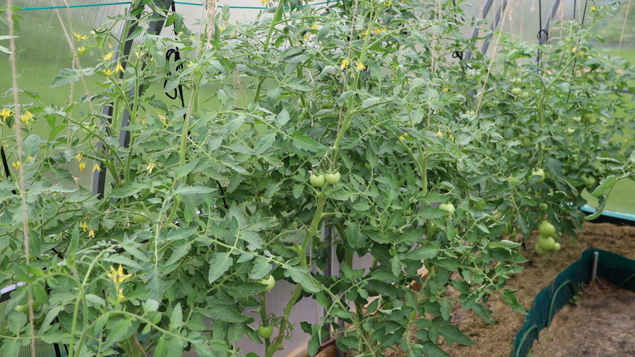 Экономия на удобрениях: как куриный помет обошел химические подкормки