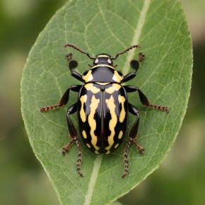 ���-������ � �����������: ��� ������ ������ ��� �����