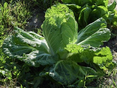 Как вырастить идеальную пекинскую капусту: секреты успешного урожая