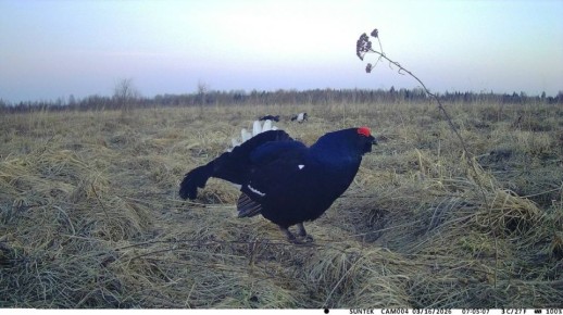 Новгородские тетерева вернулись на своё неизменное место встречи