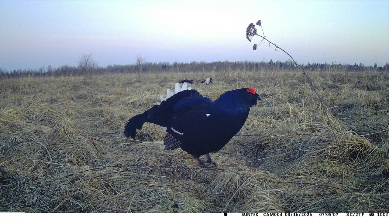 Новгородские тетерева вернулись на своё неизменное место встречи