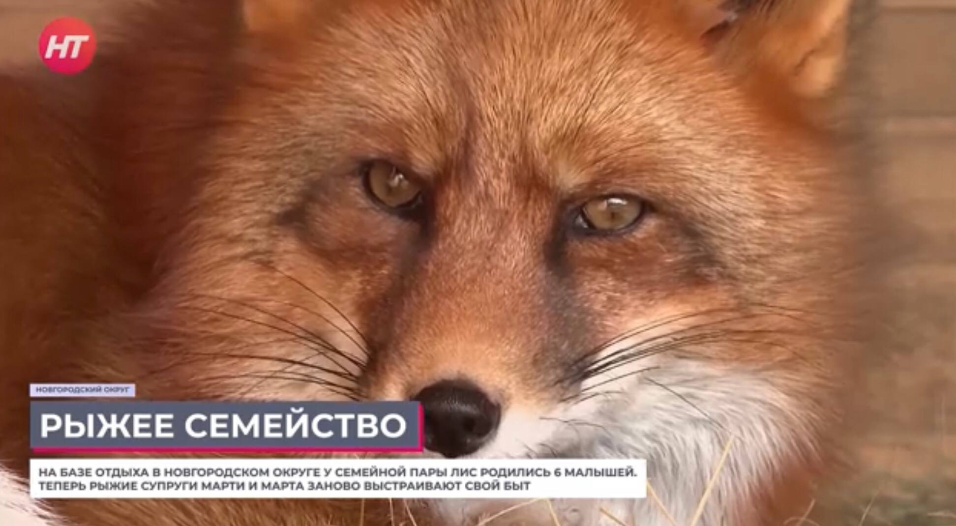 Семейная пара новгородских лис обзавелась шестью малышами Семейная пара новгородских лис обзавелась шестью малышами