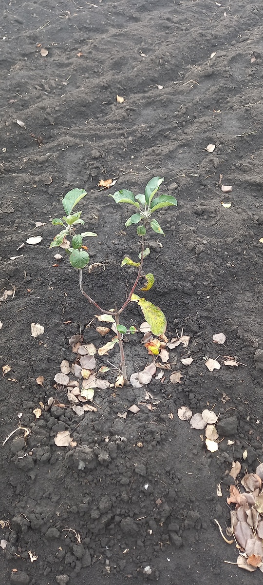 Почему стоит выбирать осеннюю посадку плодовых деревьев