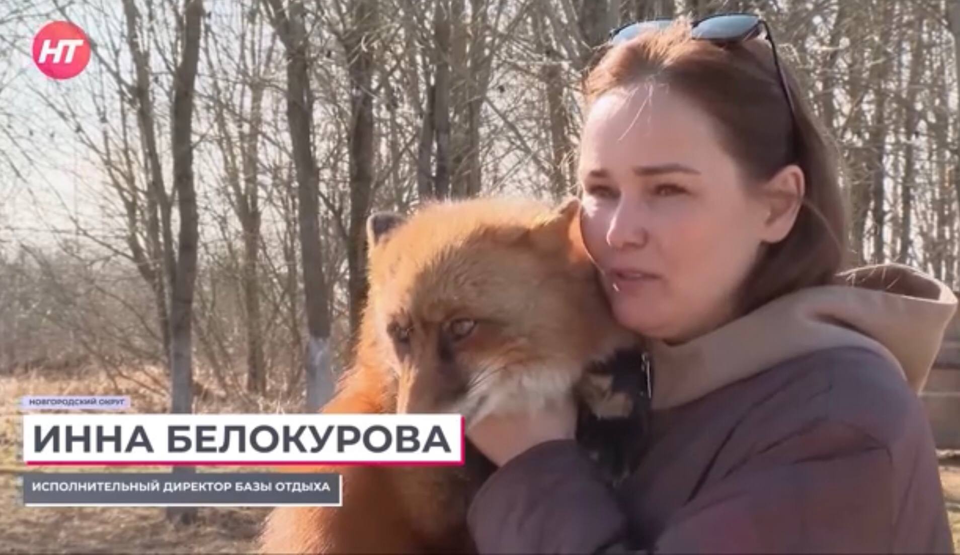 Семейная пара новгородских лис обзавелась шестью малышами Семейная пара новгородских лис обзавелась шестью малышами