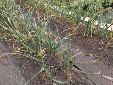 ����� ������� ������? �������� ����������