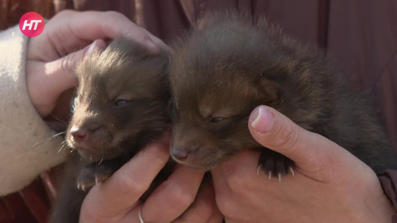 У семейной пары домашних лис из Новгородского округа родилось шестеро малышей