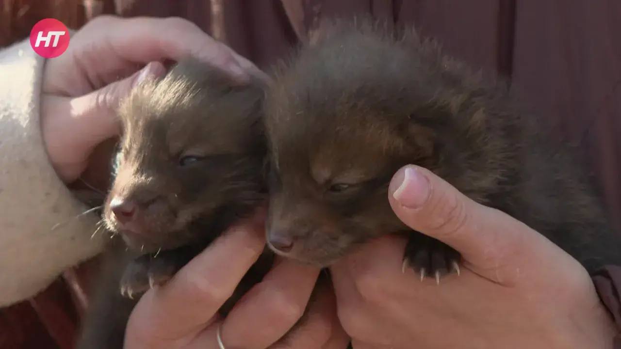 Семейная пара новгородских лис обзавелась шестью малышами
