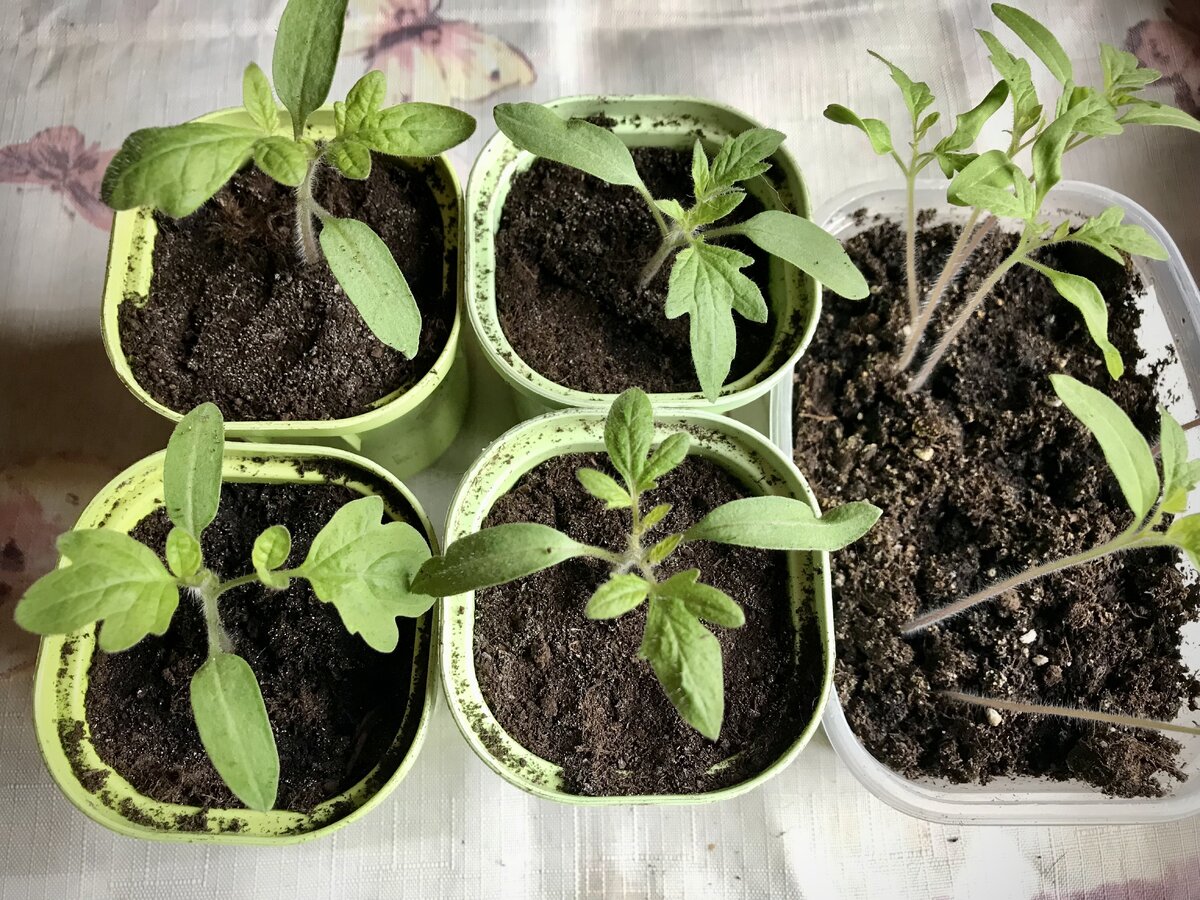 Первые шаги к прекрасному урожаю: советы по выращиванию рассады