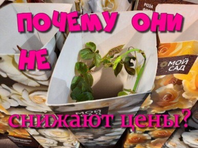 Почему цены на засыхающие растения остаются без изменений?