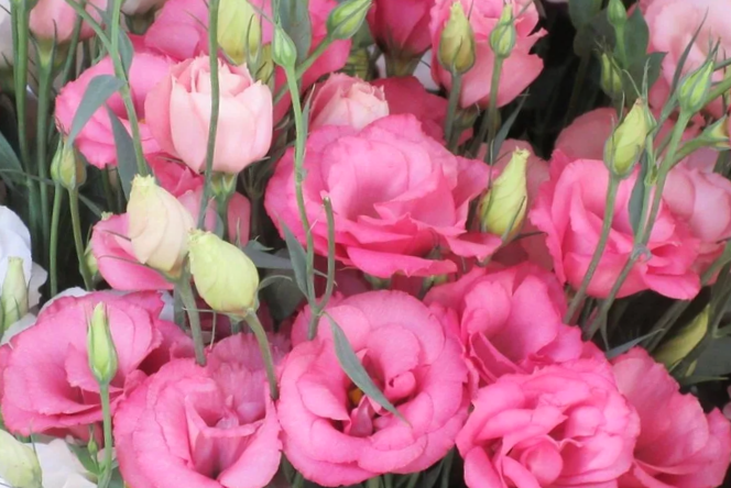 Эустома: от всходов до сияющего цветения