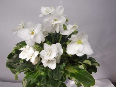 ��������, ������� �������� ��� ��������� � ������� �� ��������