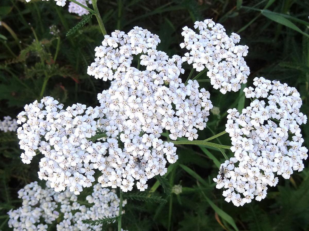 Как жемчужница преобразит ваш сад в летнее волшебство