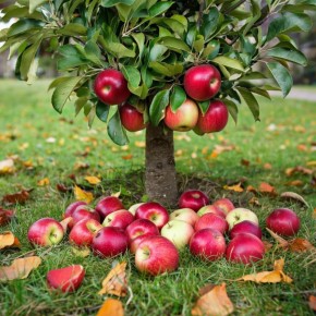 ����������� ������: ��� ������� ������ ���������� ������� ���������� ��� ������ �������