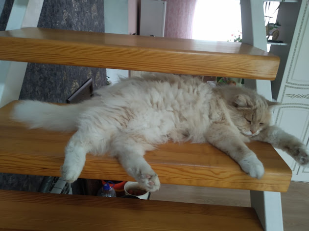 Кошачий фитнес и spa: как создать идеальное пространство для вашего питомца