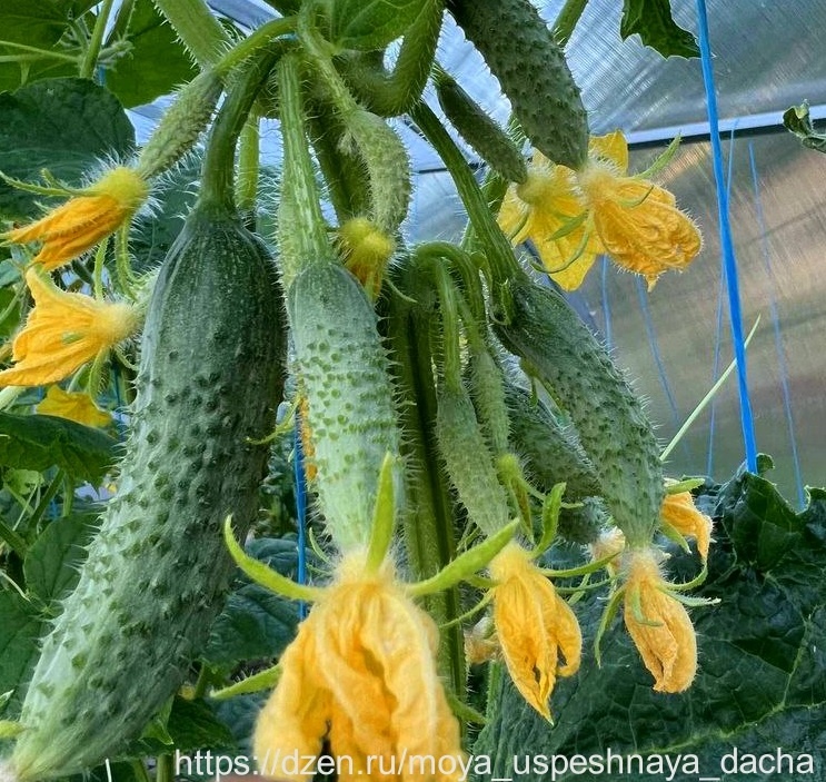 Новинка огородников: гибрид, который восхитит урожаем