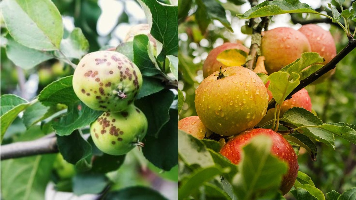 Как провести весеннюю обработку сада: секреты успешного урожая