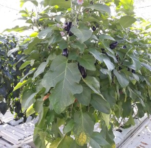 ������ ������ ���������� ������� � ������������ ��������� ���������