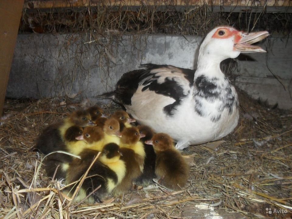 ��� ��������� ��������� ����: ���, ��� ����� �����