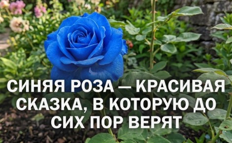 ����� ����: ��� ��� ����������? ������� ������ �� ��������� ��������� �������